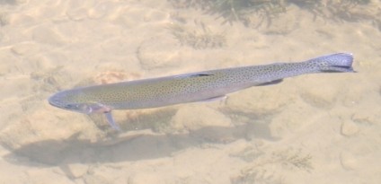 Trout swimming